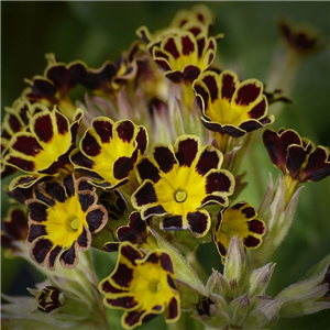 Primula 'Victorian  Gold Laced'